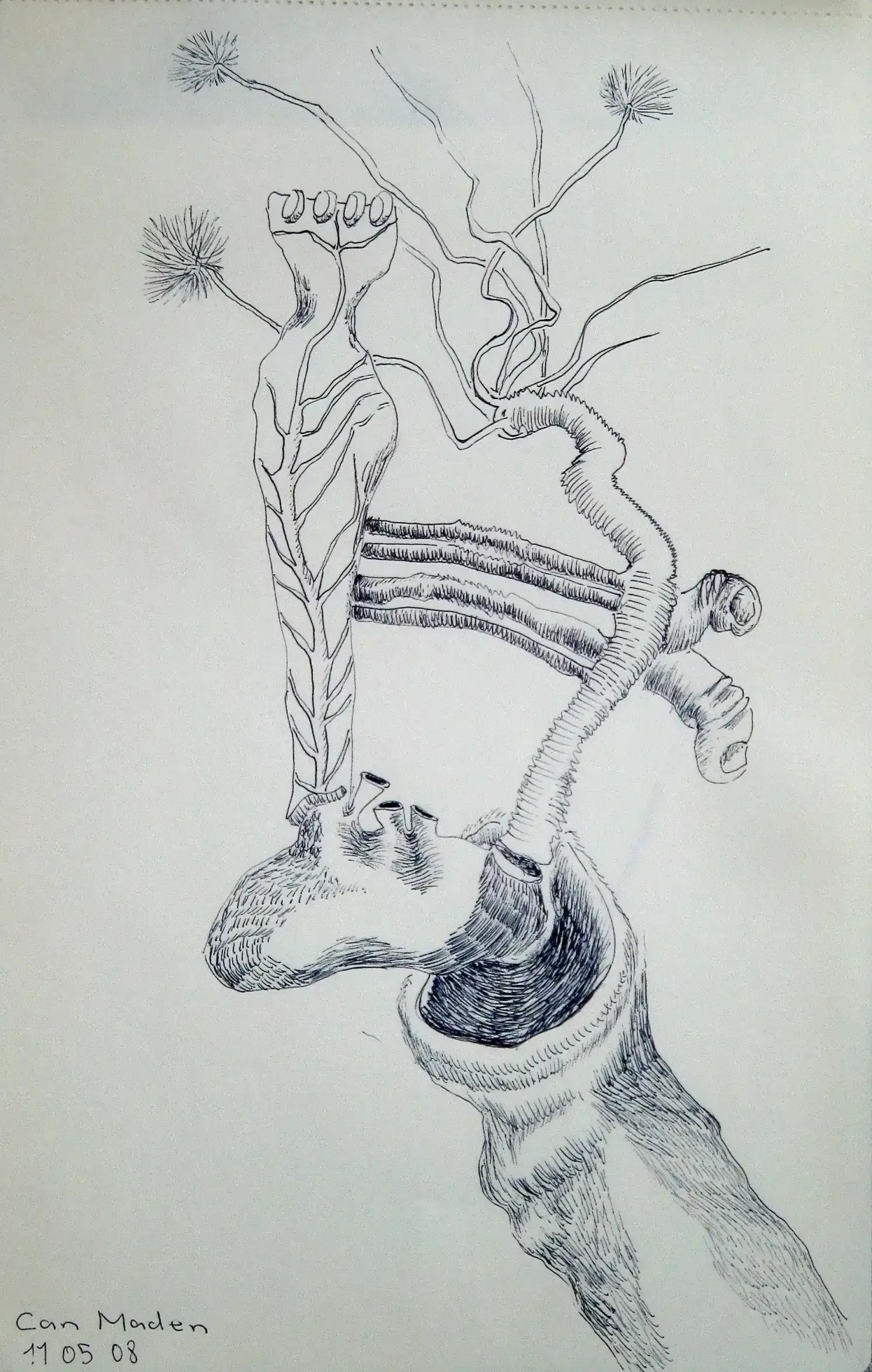 Anatomy Sketch, 2008, Can Maden
